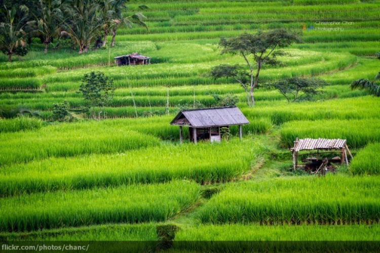 Rice Terraces
© flickr user- Christopher Chan