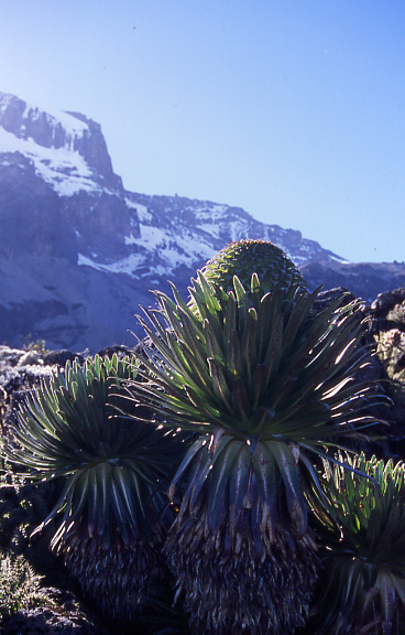 Northern and Southern Circuits 
Giant lobelia in the Great Barranco, with Kibo behind  - © William Mackesy