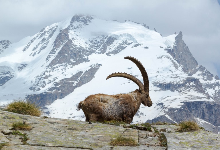 Alta Via 2 (Gran Paradiso)
The rock goat and the Gran Paradiso  - © flickr user- Fulvio Spada 
