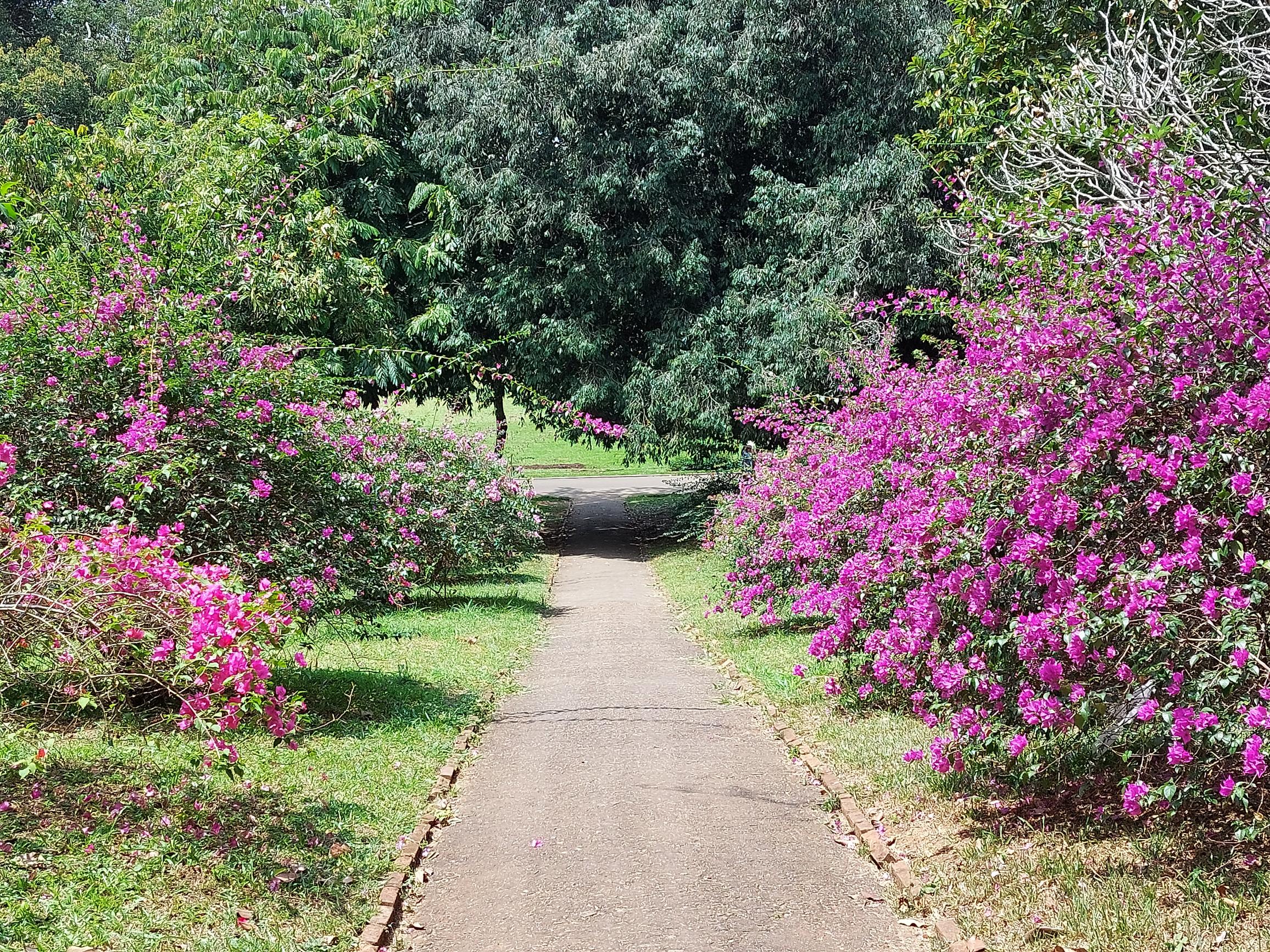 Botanical Gardens, Kandy
© Wiliam Mackesy
